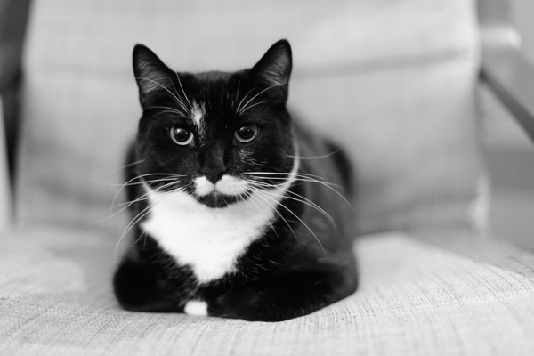 Cats